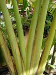 Starr 080117-1611 Ravenala madagascariensis.jpg