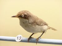 Sylvia hortensis Museum de Genève.JPG