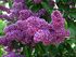 Syringa 'Leonid Leonov' 01.JPG