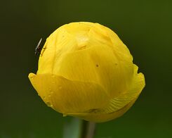 Trollius europaeus flower - Keila.jpg