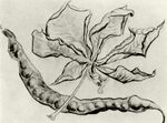 Van gogh dead leaf and pod auvers van gogh museum f1611 jh2058.jpg