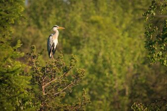 Серая цапля