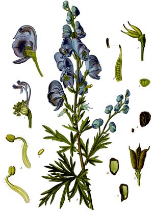 Aconitum napellus - Köhler–s Medizinal-Pflanzen-151.jpg