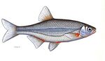 Alburnoides bipunctatus sujtásos küsz.jpg