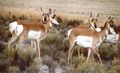 Antelope1.jpg