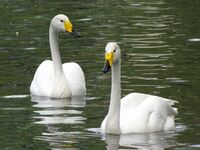 Cygnus cygnus -United Kingdom-8 (1).jpg