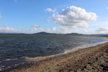 Грязевый пляж, покрытый гниющими водорослями