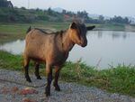 Fuqing Goat.JPG