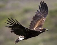 Golden eagle (13297147633).jpg