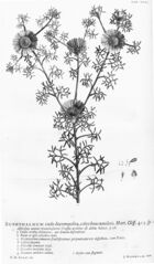 Hortus Cliffortianus (TAB- XXIV) BHL397192.jpg