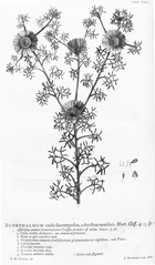 Hortus Cliffortianus (TAB- XXIV) BHL397192.jpg