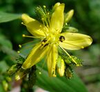 Hypericum hirsutum W.jpg