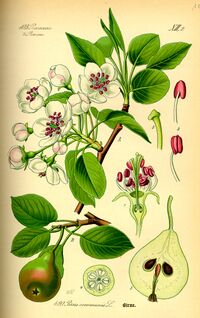 Illustration Pyrus communis0.jpg