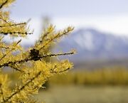Larix sibirica with golden foliage.jpg
