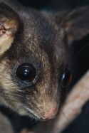 Leadbeater's Possum 01 Pengo.jpg