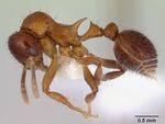 Lordomyrma furcifera casent0172482 profile 1.jpg