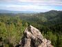 Pinus attenuata Big Basin 3.jpg