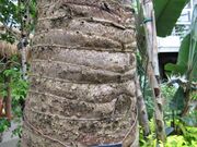 Ravenala madagascariensis3.jpg