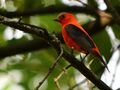 Scarlet Tanager (7467759484).jpg