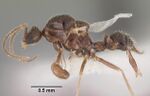 Specimen CASENT0102373 Noonilla cf bmnh01.jpg