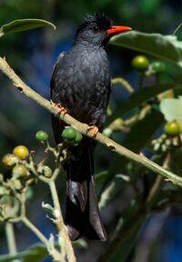 Square-tailed Bulbul in Kerala by N.A. Nazeer.jpg