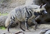 Striped Hyena 5.jpg