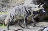 Striped Hyena 5.jpg