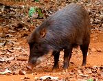 Tayassu pecari -Brazil-8.jpg