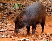 Tayassu pecari -Brazil-8.jpg