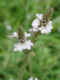 Verbena officinalis1pl.jpg