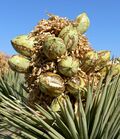Yucca brevifolia 20.jpg