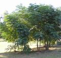 Aralia spinosa, Georgia, USA.jpg