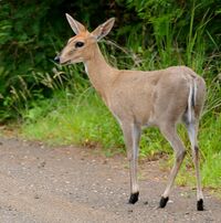 Bush Duiker (Sylvicapra grimmia) female (17326060406), crop.jpg