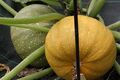 Courgette, jardins du muséum de Toulouse.JPG