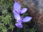Crocus banaticus.jpg