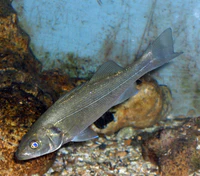 Dicentrarchus labrax011.JPG