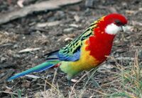 Eastern Rosella at Hobart Domain upright.jpg