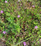 Erodium cicutarium Pflanze.jpg
