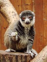 Eulemur mongoz (Wroclaw zoo)-3.JPG