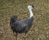 Grus monacha Phila Zoo.jpg