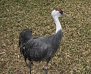Grus monacha Phila Zoo.jpg