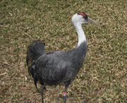 Grus monacha Phila Zoo.jpg