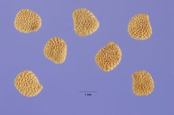 Hyoscyamus niger seeds.jpg