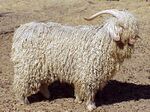 Modern angora goat.jpg