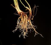 Plantago lanceolata 08 ies.jpg
