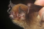 Pteronotus davyi 1.jpg