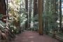 Redwood Forest (2447761737).jpg