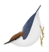 Sitta pusilla.png