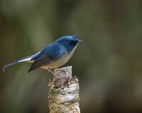 Slaty-backed Flycatcher male.jpg