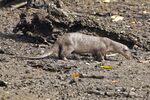 Smooth-coated Otter (Lutrogale perspicillata).jpg
